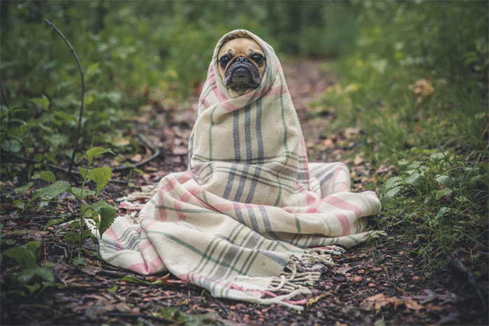 pug-dog-in-a-blanket